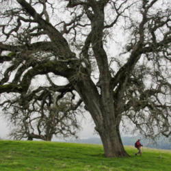 Location: Valley oak (Quercus lobata) on Joseph D Grant County Park Canada de Pala Trail
Date: 2010-03-02
Photo courtesy of: Miguel Vieira