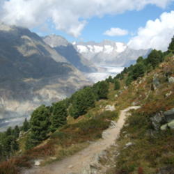 Location: Aletsch Glacier, Aletschwald, Switzerland
Date: 2009-09-13
Photo courtesy of: Sciadopitys