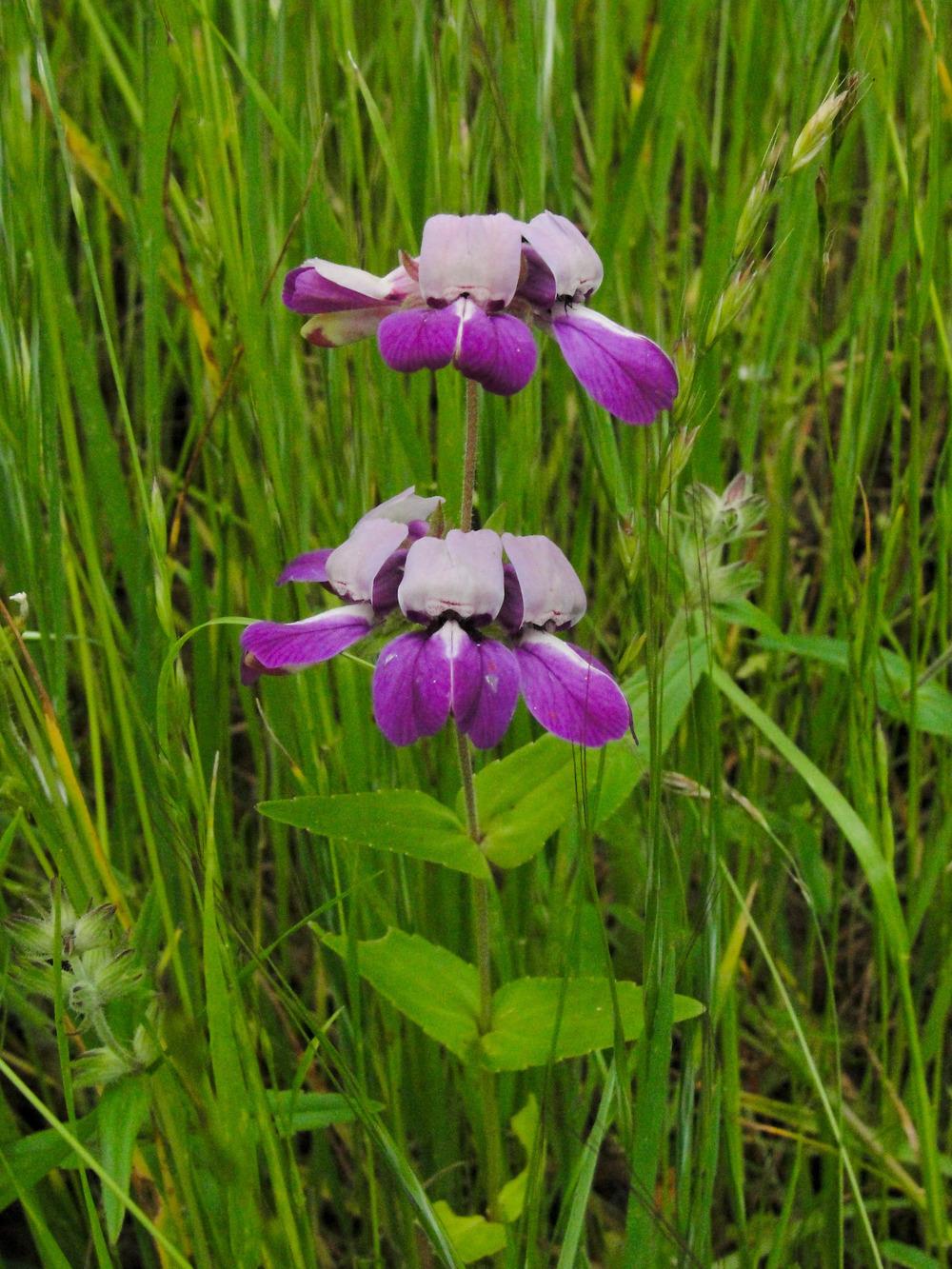 Photo of Chinese Houses (Collinsia heterophylla) uploaded by admin