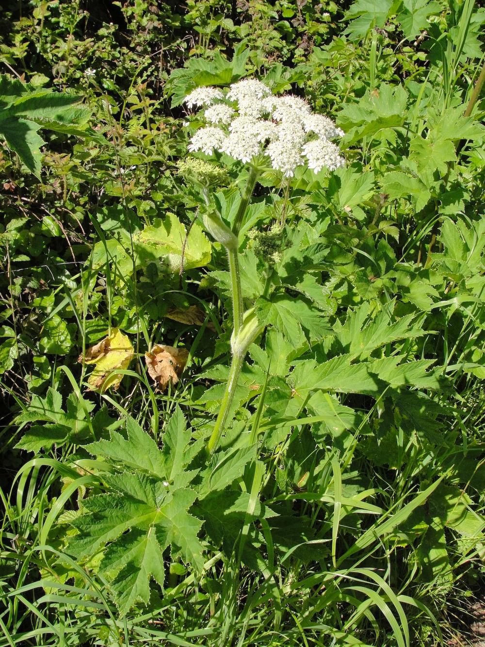 Photo of Common Cow-Parsnip (Heracleum sphondylium subsp. montanum) uploaded by admin