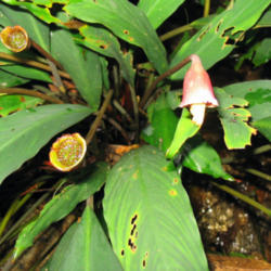 
eMonocot Team Piptospatha elongata CATE Araceae http://araceae.e-