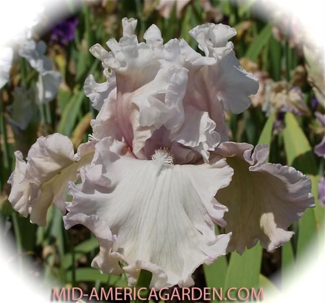 Photo of Tall Bearded Iris (Iris 'Eleganza') uploaded by Calif_Sue