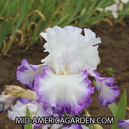 Photo of Tall Bearded Iris (Iris 'Center Ice') uploaded by Calif_Sue