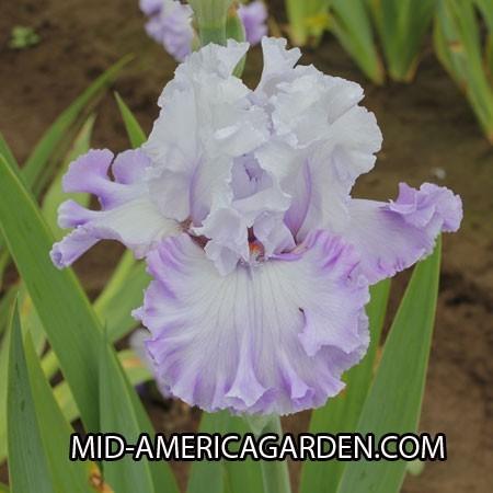 Photo of Tall Bearded Iris (Iris 'Enamored') uploaded by Calif_Sue