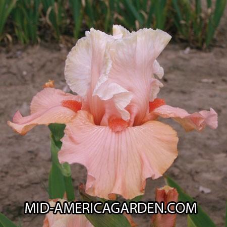 Photo of Tall Bearded Iris (Iris 'Coral Charm') uploaded by Calif_Sue