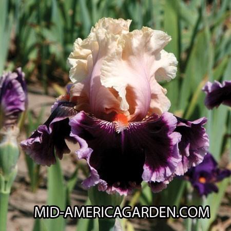 Photo of Tall Bearded Iris (Iris 'Dazzle') uploaded by Calif_Sue