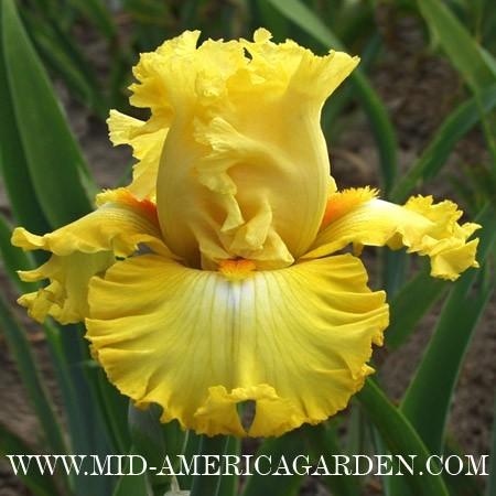 Photo of Tall Bearded Iris (Iris 'Dance Til Dawn') uploaded by Calif_Sue