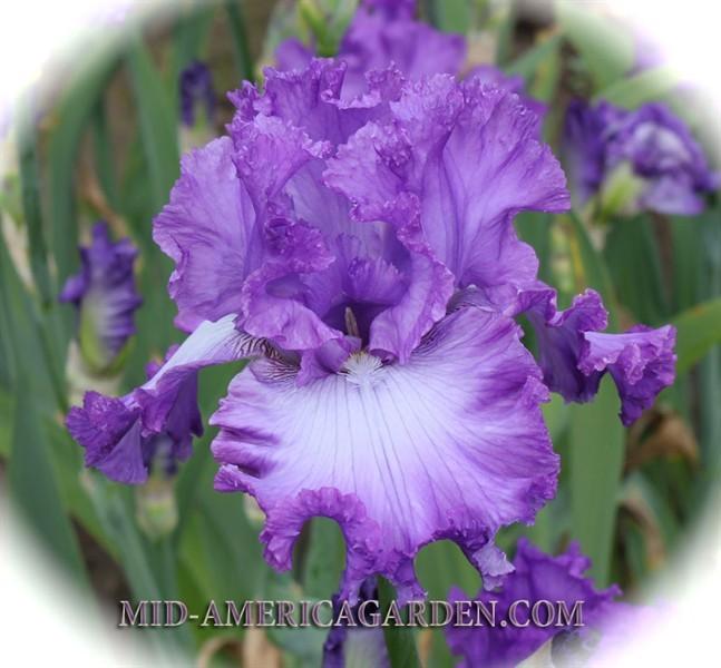Photo of Tall Bearded Iris (Iris 'Enchanted Memory') uploaded by Calif_Sue