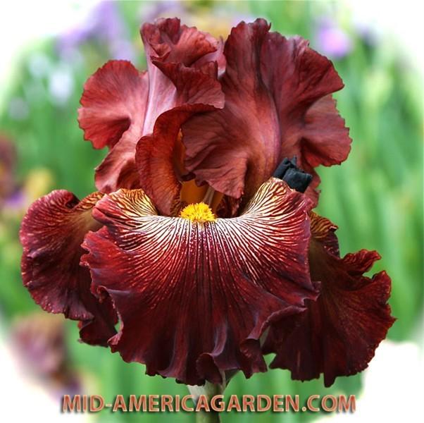 Photo of Tall Bearded Iris (Iris 'Dare Me') uploaded by Calif_Sue