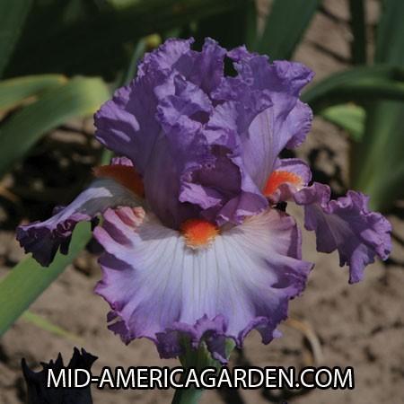 Photo of Tall Bearded Iris (Iris 'Enough Is Enough') uploaded by Calif_Sue