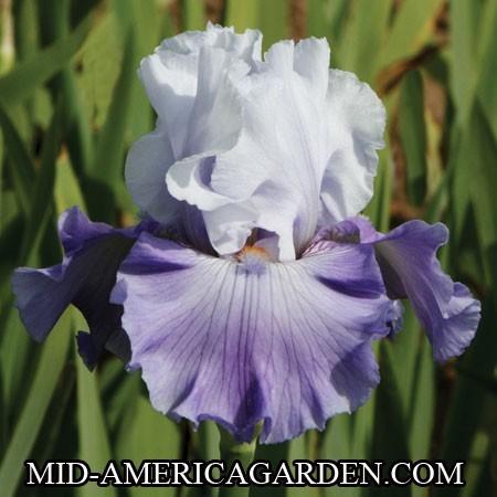 Photo of Tall Bearded Iris (Iris 'Credentials') uploaded by Calif_Sue