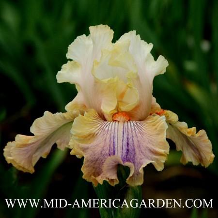 Photo of Tall Bearded Iris (Iris 'Carnival of Color') uploaded by Calif_Sue
