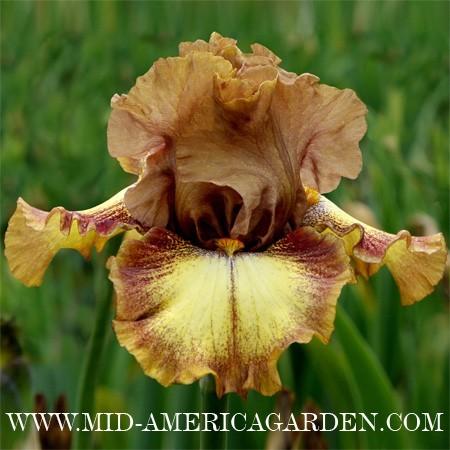 Photo of Tall Bearded Iris (Iris 'Dog Days') uploaded by Calif_Sue