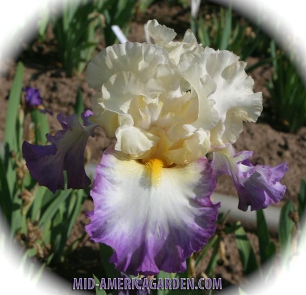 Photo of Tall Bearded Iris (Iris 'Day on the Bay') uploaded by Calif_Sue