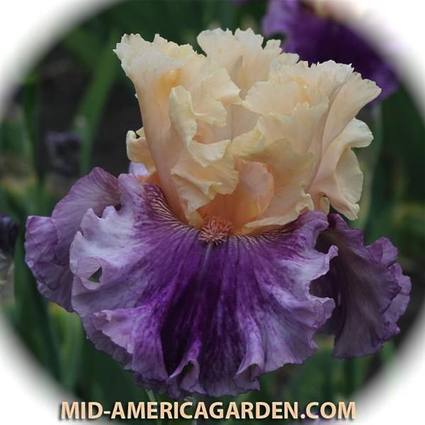 Photo of Tall Bearded Iris (Iris 'Crowned in Glory') uploaded by Calif_Sue
