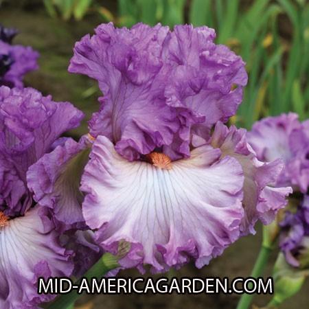 Photo of Tall Bearded Iris (Iris 'Edifice') uploaded by Calif_Sue