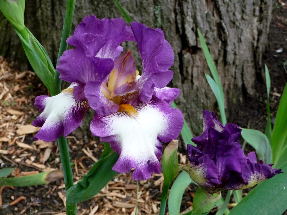 Photo of Tall Bearded Iris (Iris 'Footloose') uploaded by Lestv
