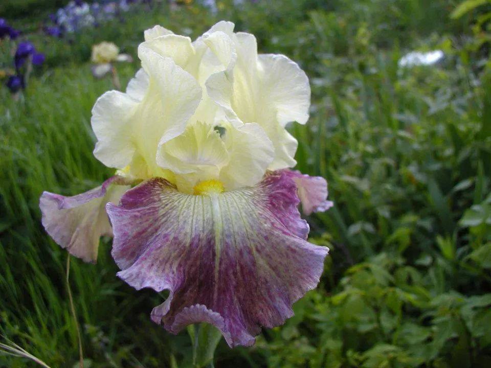 Photo of Tall Bearded Iris (Iris 'Hint of Dawn') uploaded by Misawa77