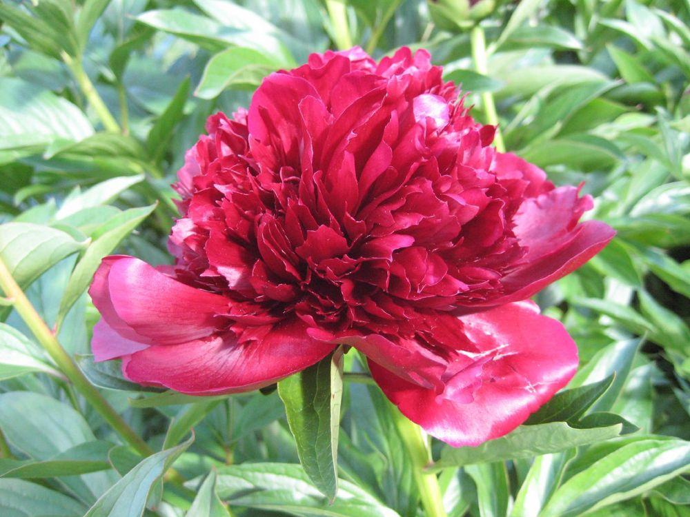 Photo of Peony (Paeonia 'Red Charm') uploaded by admin