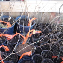 Location: Apple Valley, CA
Date: 2015-01-21
Six month old seedlings transplanted to individual pots for summe