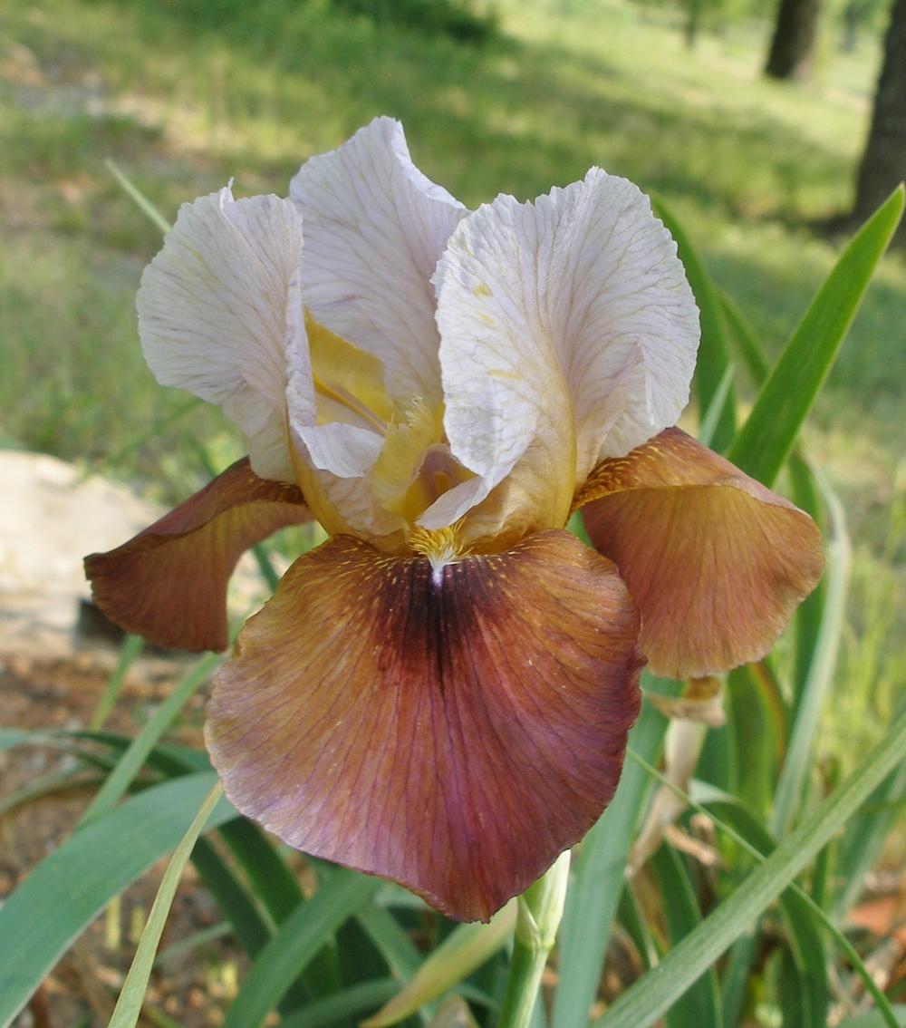 Photo of Arilbred Iris (Iris 'Magnificent Obsession') uploaded by needrain