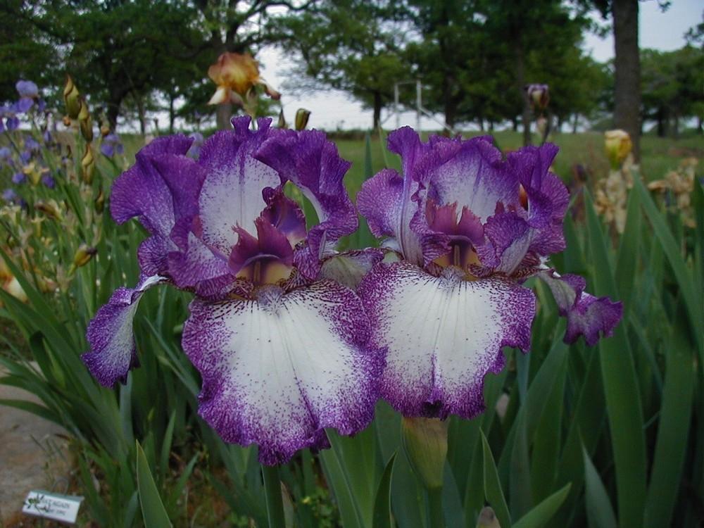 Photo of Tall Bearded Iris (Iris 'Mariposa Autumn') uploaded by needrain