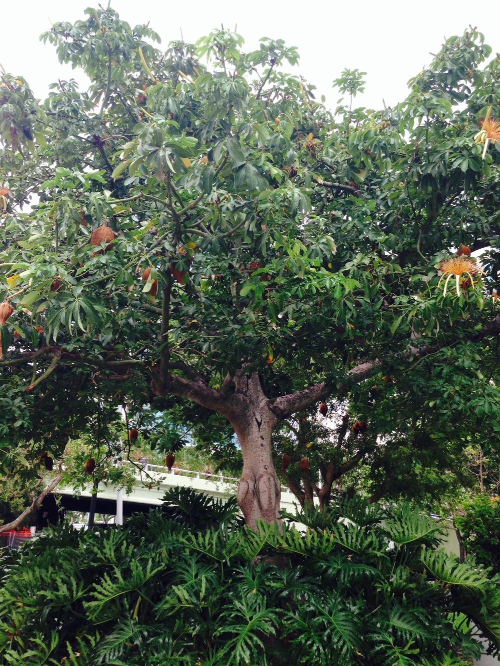 Photo of Money Tree (Pachira aquatica) uploaded by BayouBeadery