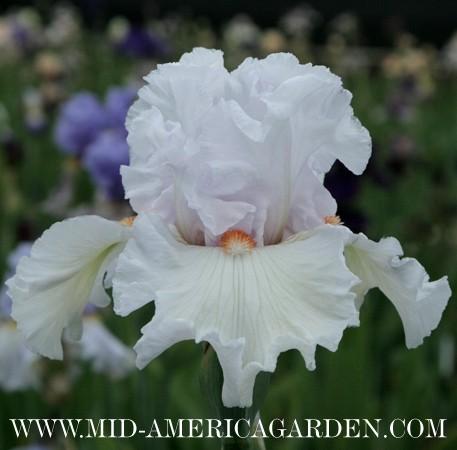 Photo of Tall Bearded Iris (Iris 'Fire and Ice') uploaded by Calif_Sue