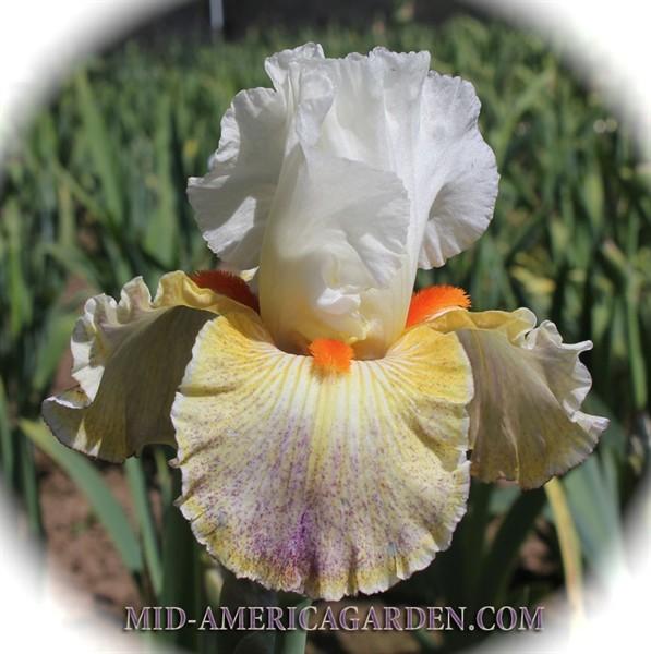 Photo of Tall Bearded Iris (Iris 'Fantasy Ride') uploaded by Calif_Sue