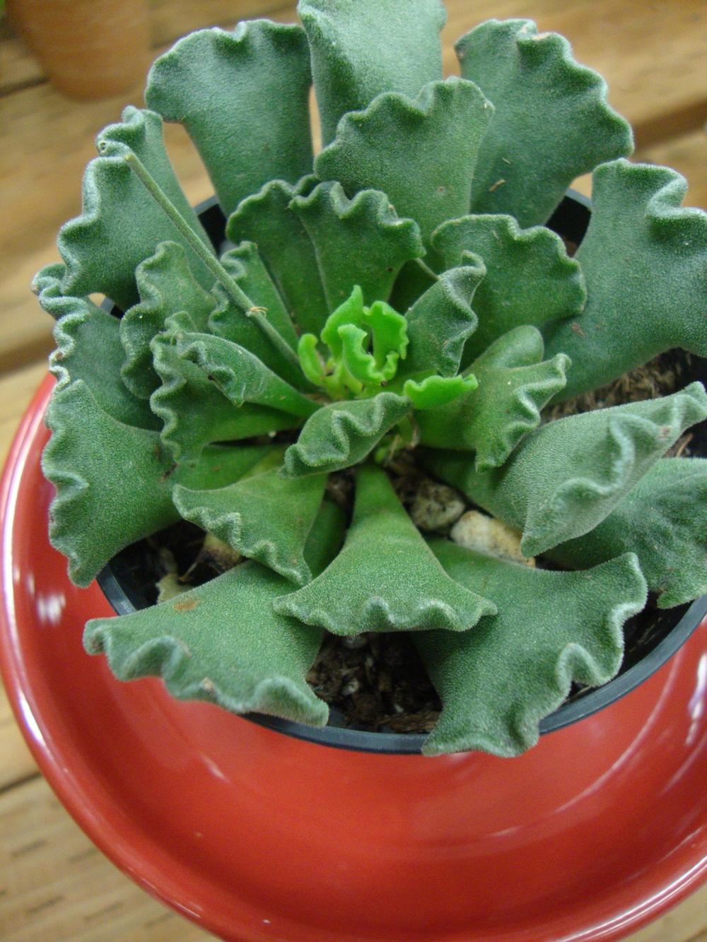 Photo of Adromischus cristatus 'Key Lime Pie' uploaded by Paul2032