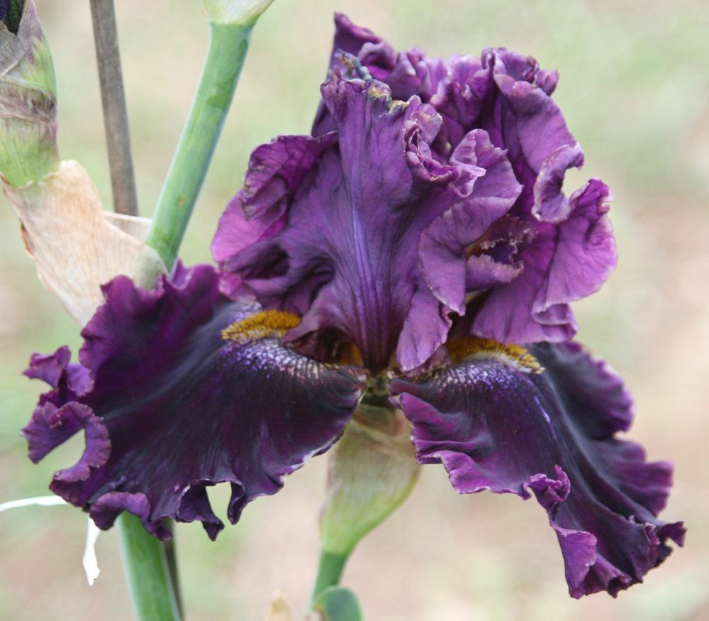 Photo of Tall Bearded Iris (Iris 'Nancy's Lace') uploaded by Snork
