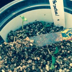 Use a Palette Knife To Remove Seedlings for Potting Up