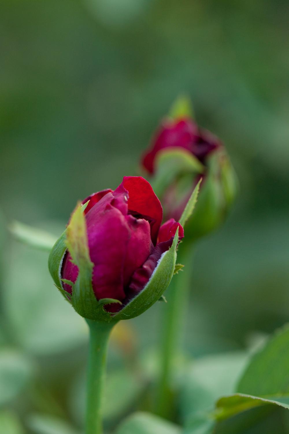 Photo of English Shrub Rose (Rosa 'The Prince') uploaded by admin