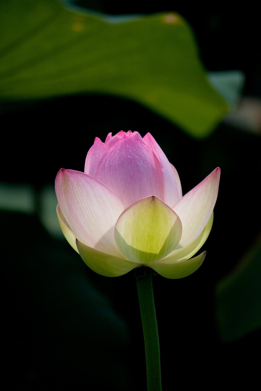 Photo of Lotuses (Nelumbo) uploaded by admin