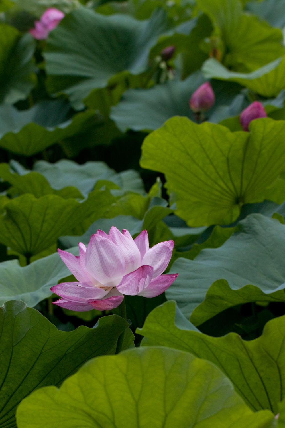 Photo of Lotuses (Nelumbo) uploaded by admin