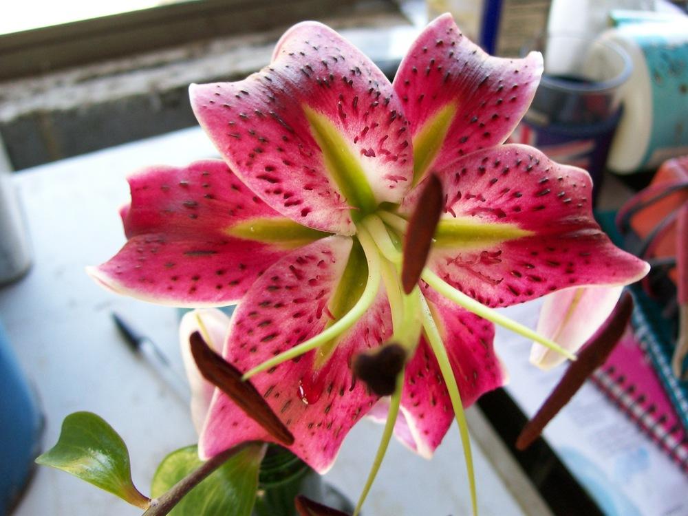 Photo of Lily (Lilium 'Scarlet Delight') uploaded by gwhizz