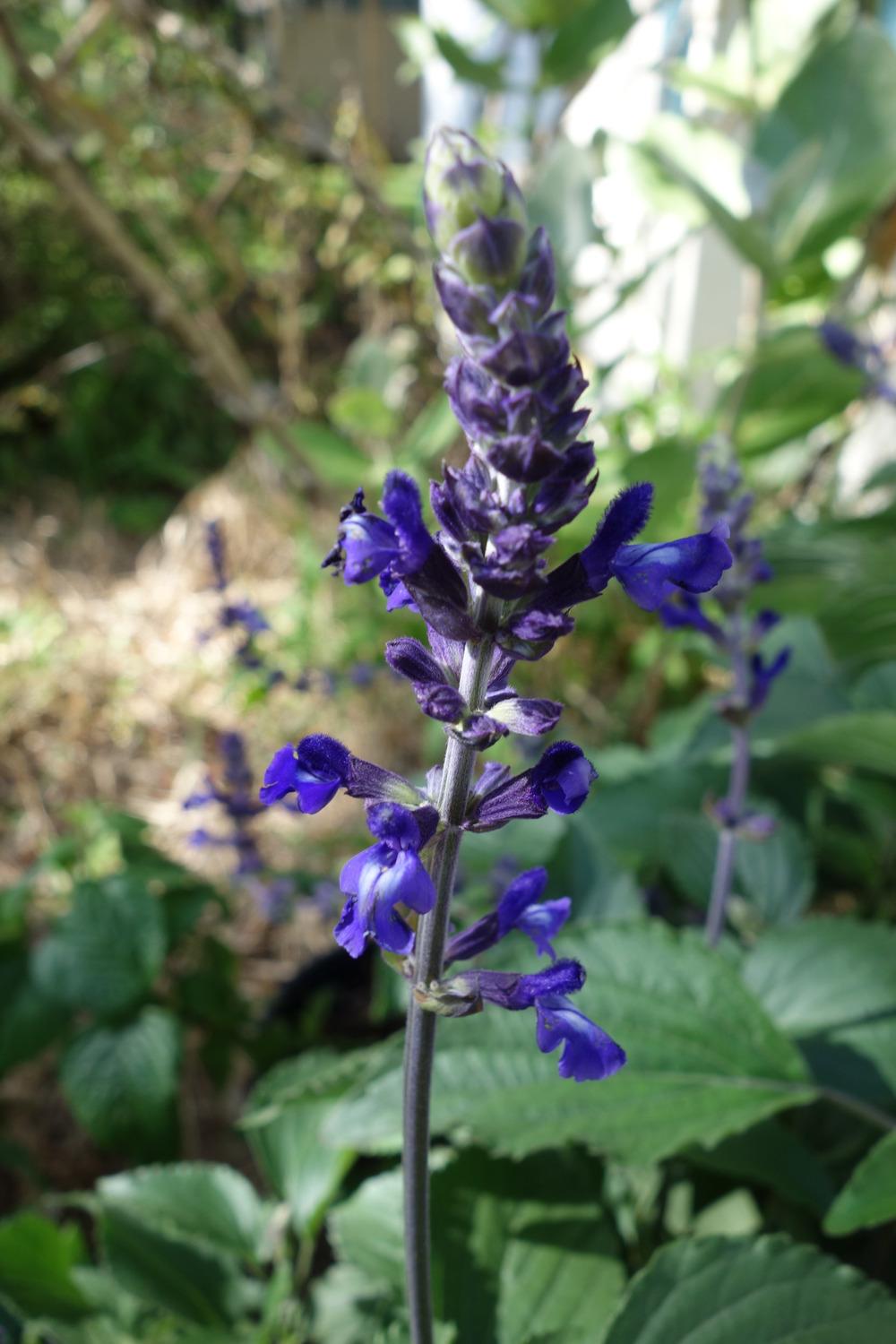 Photo of Sage (Salvia Mystic Spires) uploaded by mellielong