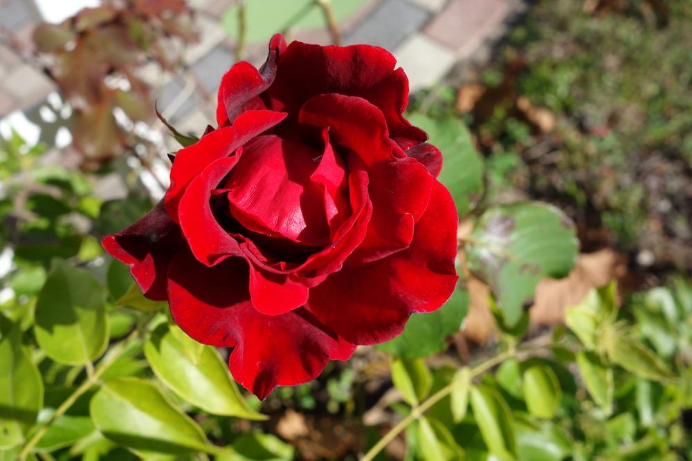 Photo of Rose (Rosa 'Don Juan') uploaded by mellielong