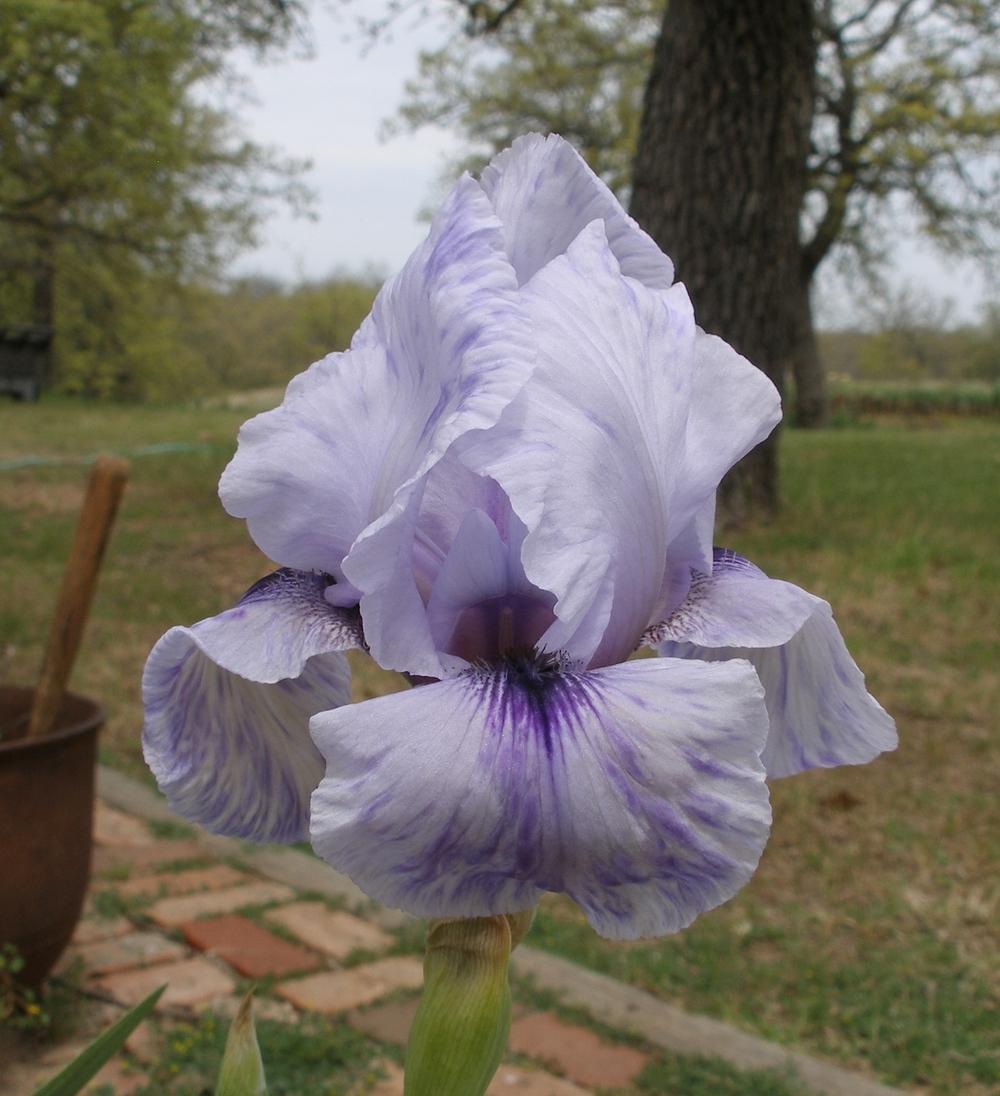 Photo of Arilbred Iris (Iris 'Mohr Pretender') uploaded by needrain