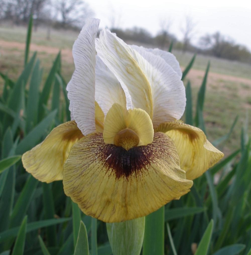 Photo of Arilbred Iris (Iris 'Noble Warrior') uploaded by needrain