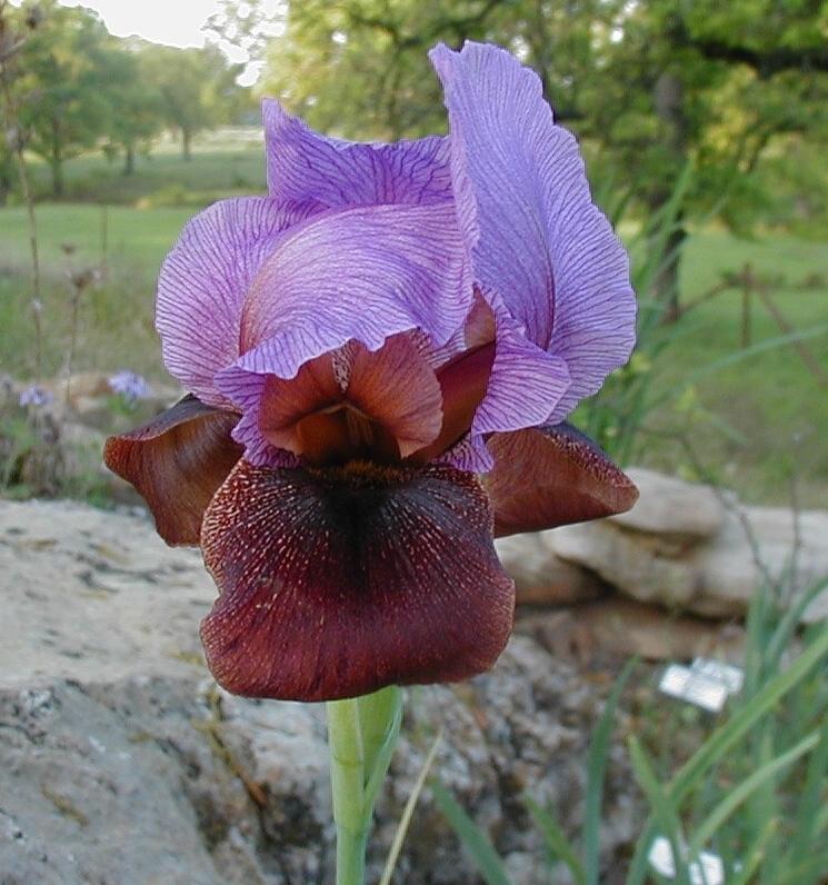 Photo of Arilbred Iris (Iris 'Nitzan') uploaded by needrain