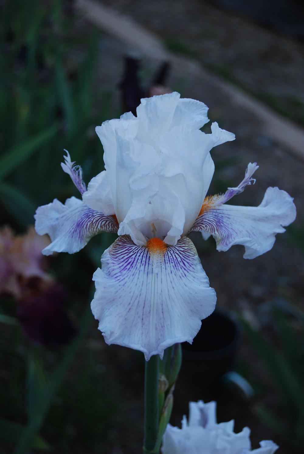 Photo of Tall Bearded Iris (Iris 'Osay Canuc') uploaded by Phillipb2