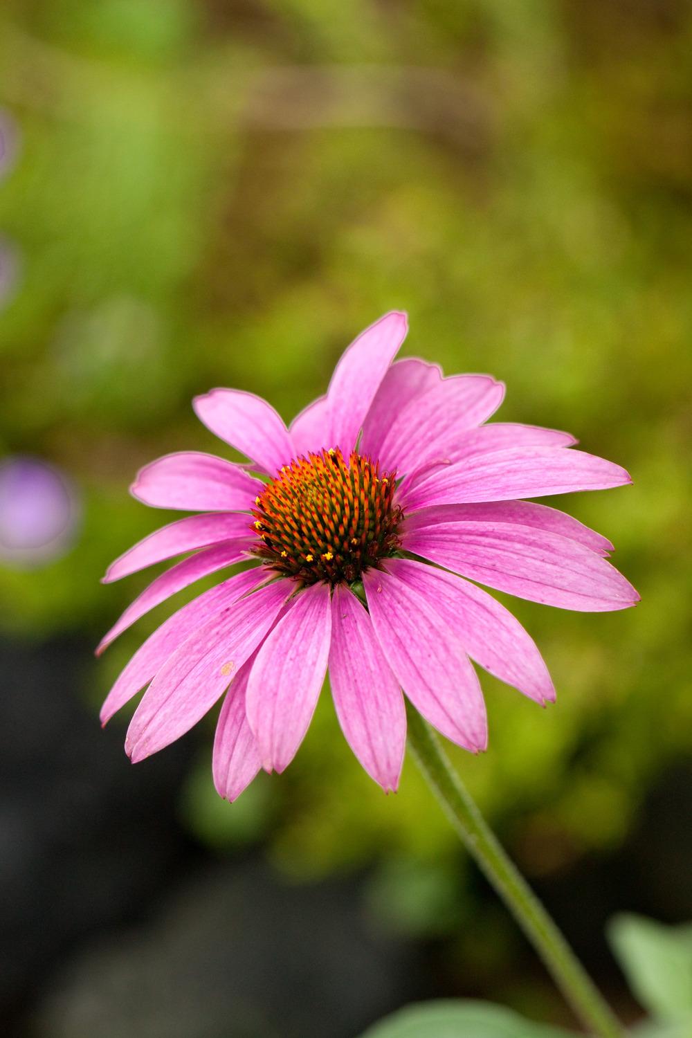 Photo of Tennessee Coneflower (Echinacea tennesseensis) uploaded by admin