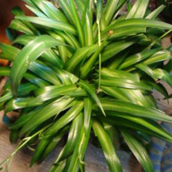 
Date: 2015-01-26
solid green spider plant that produces variagated babies
