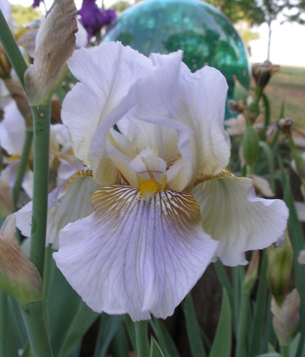 Photo of Tall Bearded Iris (Iris 'Olive Orchid') uploaded by needrain