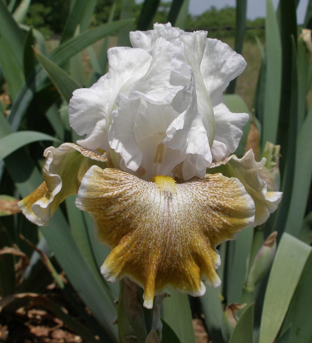Photo of Tall Bearded Iris (Iris 'Owyhee Desert') uploaded by needrain