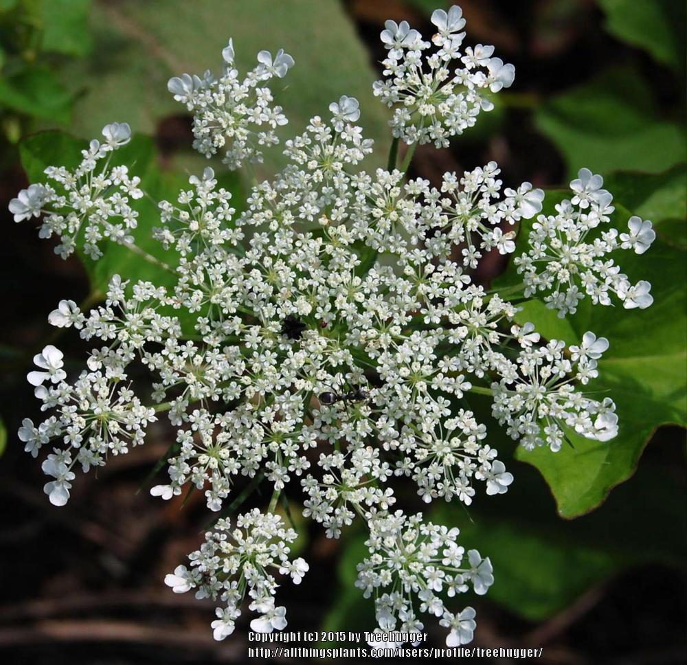 Photo of Queen Anne's Lace (Daucus carota) uploaded by treehugger