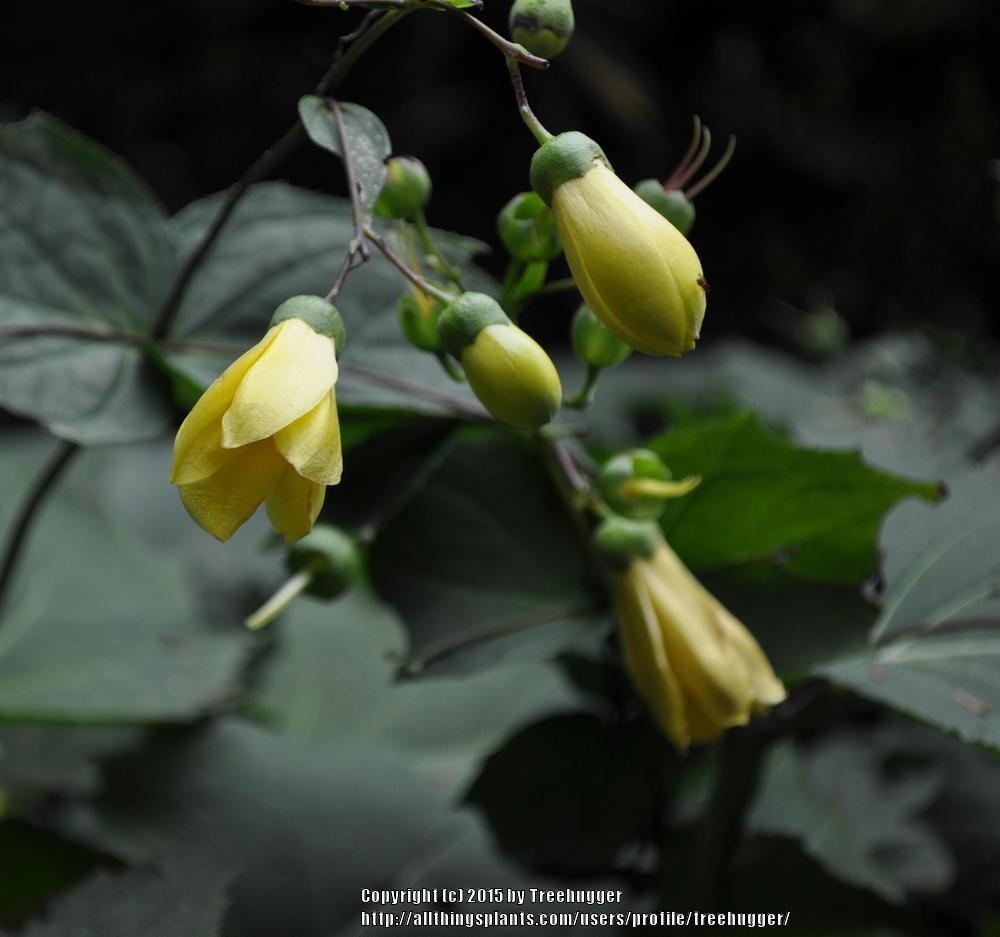 Photo of Yellow Wax Bells (Kirengeshoma palmata) uploaded by treehugger