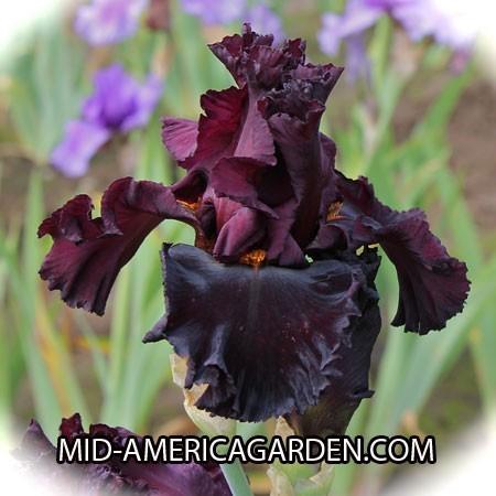 Photo of Tall Bearded Iris (Iris 'Iconic') uploaded by Calif_Sue