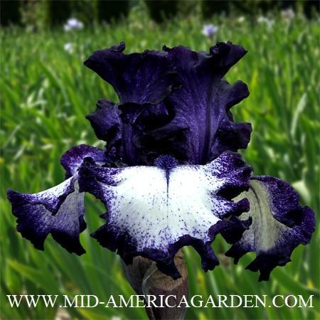 Photo of Tall Bearded Iris (Iris 'Grapetizer') uploaded by Calif_Sue